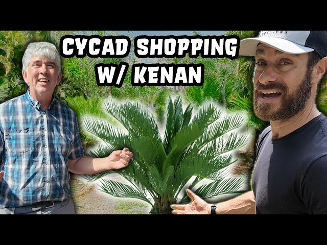 Cycad Shopping with Kenan and Modifications to Turtle Enclosures.