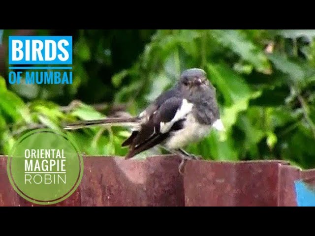 Birds of Mumbai, Maharashtra | Oriental Magpie Robin दयाळ Pakshi | Birds sounds #wildlifephotography