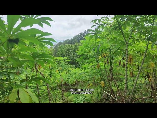 Farmers Collecting Cassava Leaves for Livestock Feed: A Glimpse into Sustainable Farming Practices