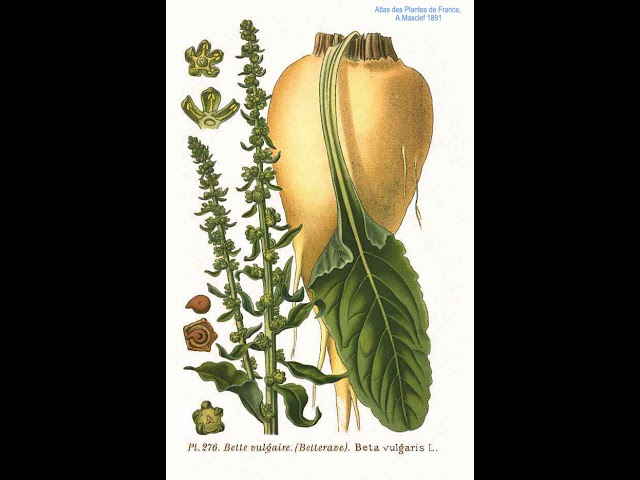 Sugar beet | Wikipedia audio article