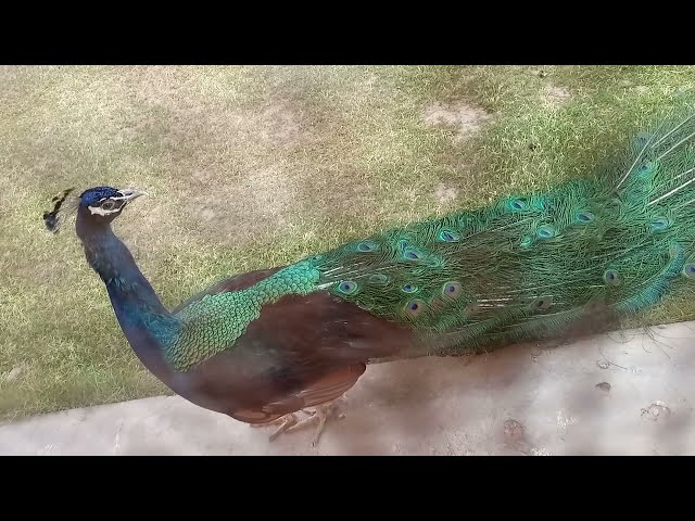 Peacock Bird Dancing in voice my mini zoo main pets animals