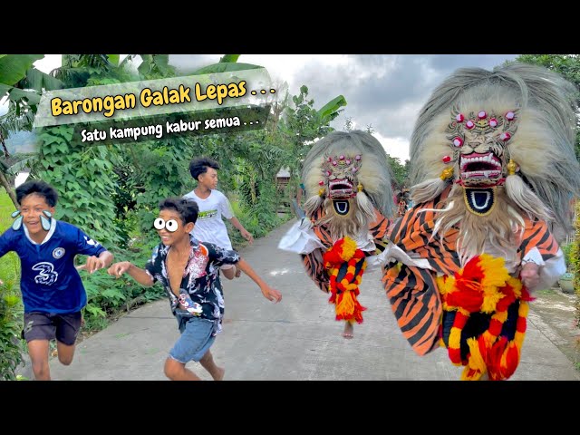 BARONGAN GALAK LEPAS !! Satu Kampung Kabur Semua Ngakak Pol