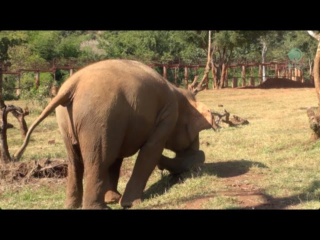 Trumpets of Happiness! - ElephantNews