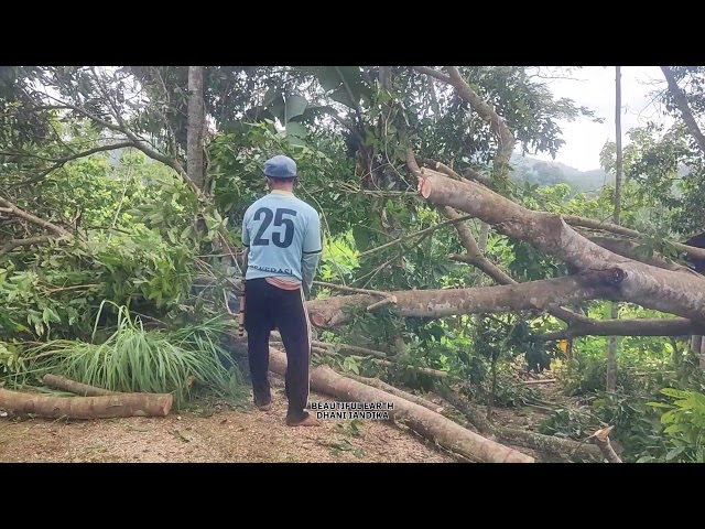 Advanced Logging Technology | Modern Tree Cutting with Precision Tools in Rural Farming & Forestry