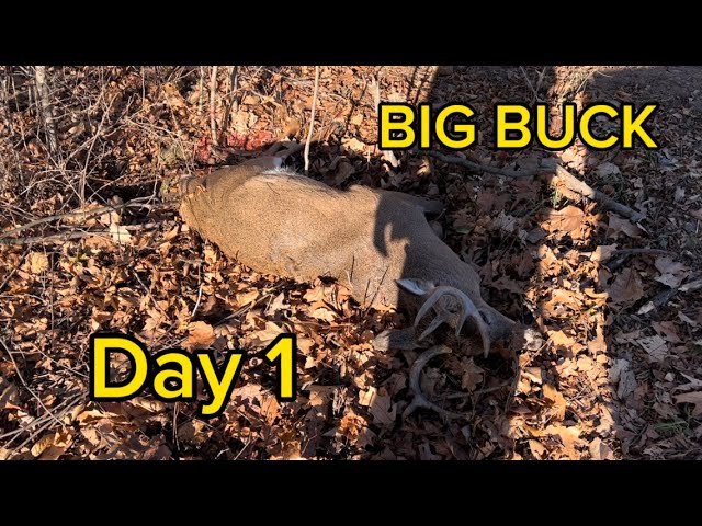 Wisconsin Deer Drives | BUCKS are everywhere!!