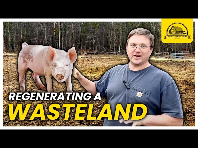 Reseeding A Pig Pasture Wasteland