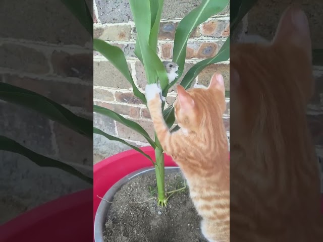 The little hamster hid in the tree but was still discovered by the cat