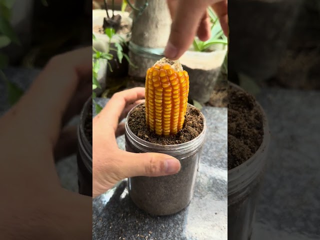 How to grow corn #shorts