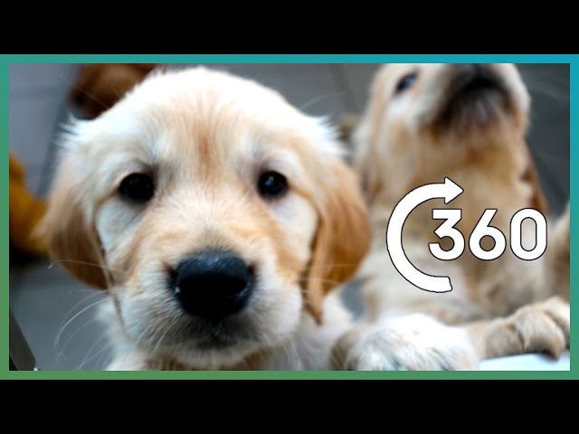 ADORABLE Puppy Guide Dogs In 360° | BBC Earth Explore