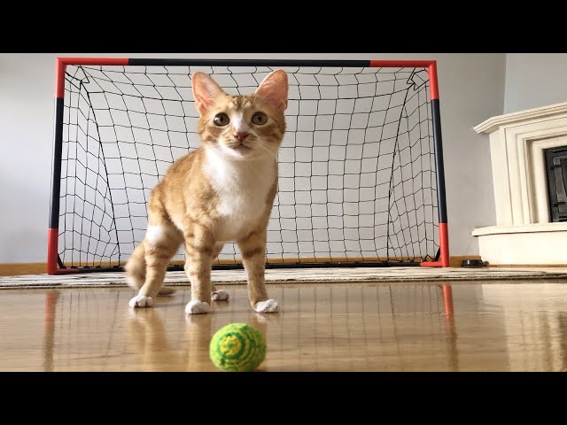 Goalkeeper Cat Training for 2022 FIFA WORLD CUP !! Epic Saves in Slow Motion!!