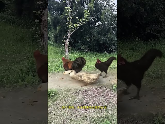 Rooster bullying ducks Animal world Animal funny videos Rooster ducks moving Rooster bullying du