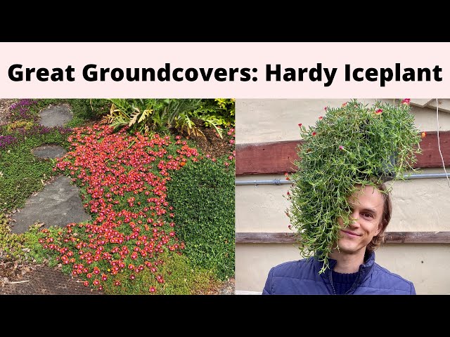 Great Groundcovers: HARDY FLOWERING ICE PLANT Delosperma spp