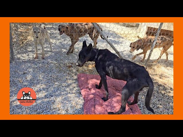 Rescued Dog Zeus is Back at the Shelter