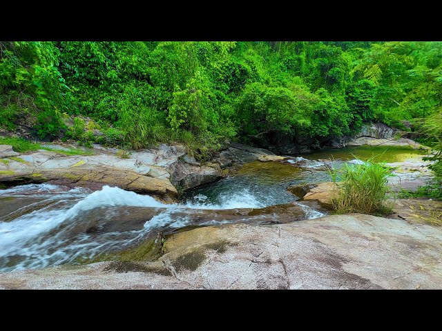 Best Sounds of Nature, Summer Forest Atmosphere, Babbling Brook