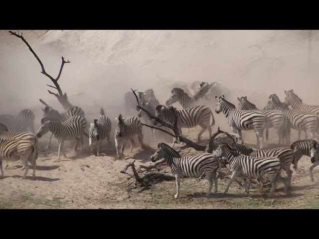 Zebra stampede scared off by huge upset elephant bull. Sound up. Botswana