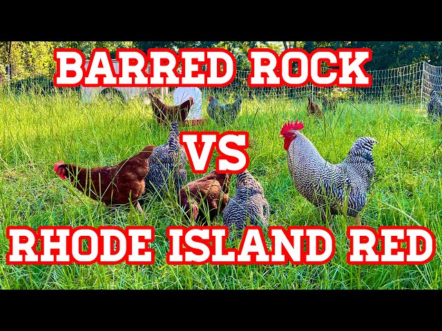 🐓 Barred Plymouth Rock vs Rhode Island Red. WATCH THIS Before Choosing