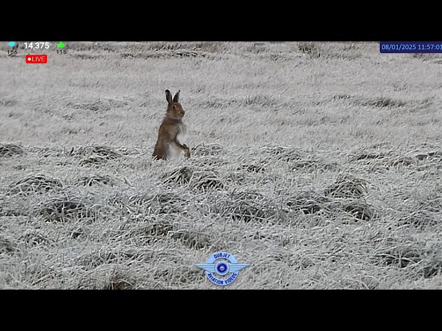 Low Temps - Midweek Stream - Dublin Airport LIVE Plane Spotting Ireland ✈️ 08/01/2025