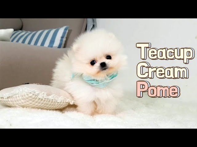 Cream Pomeranian puppy - Teacup puppies KimsKennelUS