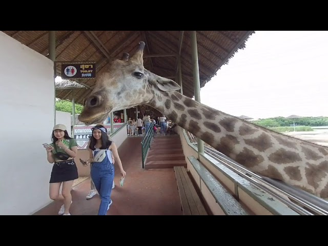 Safari World in Bangkok (VR180 3D)