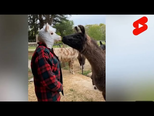 The FUNNIEST Shorts of the Year | 😂FUNNIEST Animal Videos of 2024