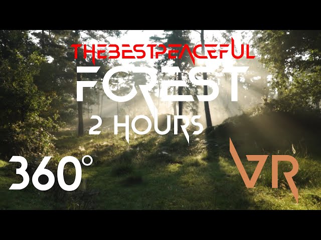 VR 360° Forest Natural, NO INTRO, DISTRACTION FREE