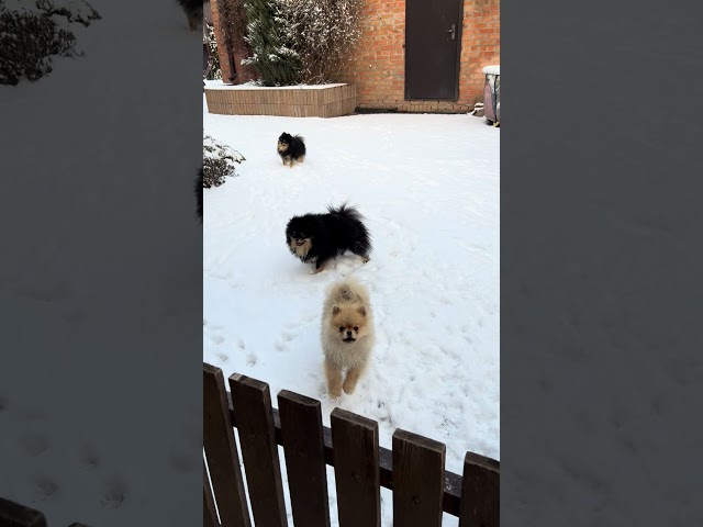 Fluffy Pom Takes on the Snow! ❄️🐾  #pomeranian  #shorts  #dog  #happydog  #snow