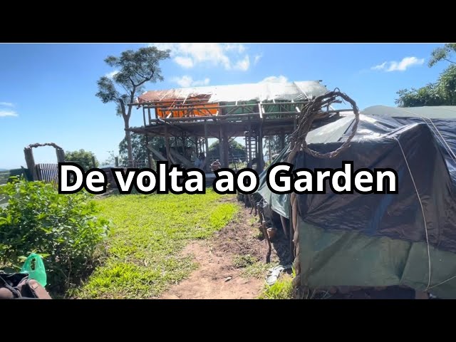 Nossa chegada e restauração das plantas que o gado destruiu #vidanaroça #roça #vidanointerior