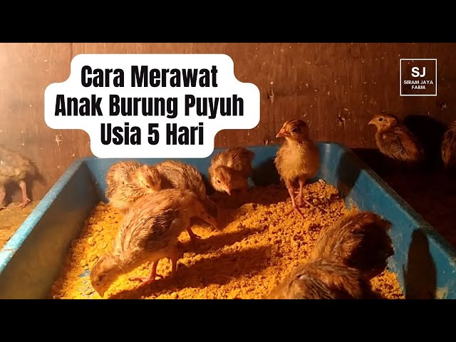 How to care for 5 day old quail chicks