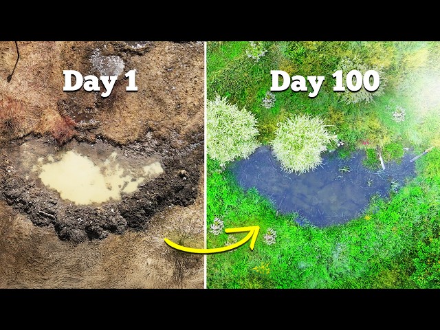 I Built a Wildlife Pond (6-Month Transformation)