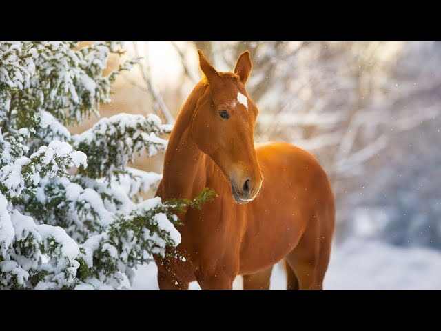 Folk Guitar Traditional Hymns, Peaceful  Music, "Winter Morning Peace" by Open Road Folk Music