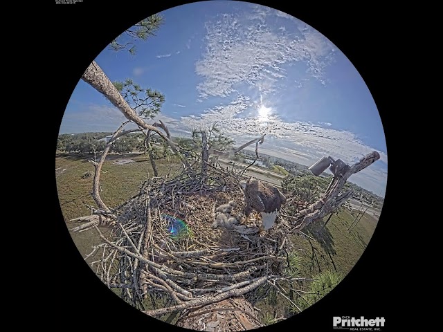 Southwest Florida Eagle Cam - Cam 360