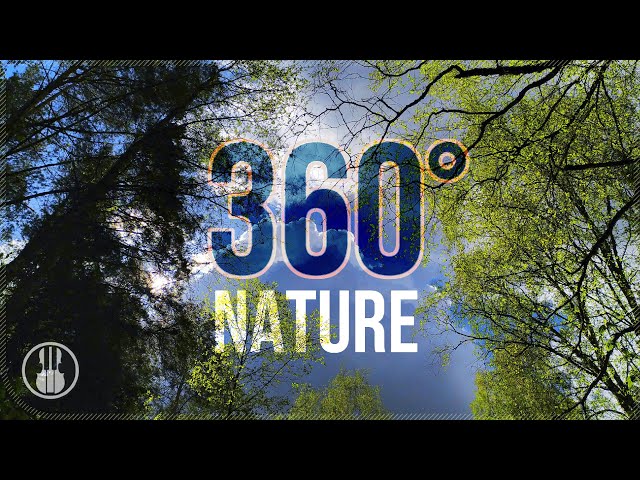 Sunny Morning in the Spring Forest - Nature View 360 degree