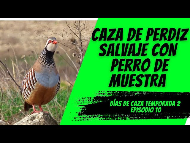 CAZA PERDICES SALVAJES CON PERRO DE MUESTRA