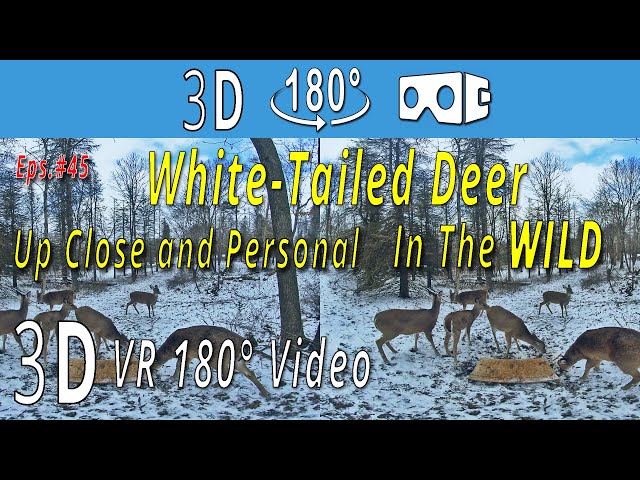 3D VR180° - Deer - Up Close and Personal in the WILD