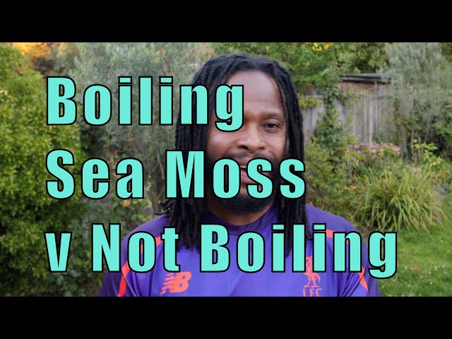 Making Sea Moss Gel Boiling VS. Not To Boiling