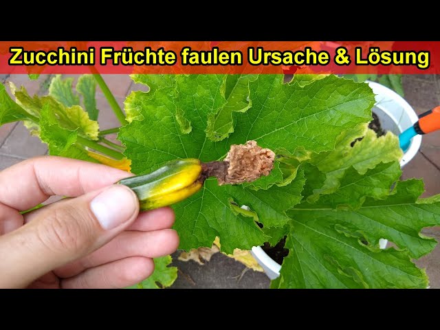 Zucchini Früchte faulen an Spitze ab Ursache & Lösung - Zucchini  sterben, fallen ab & verkümmern