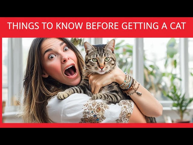 Your Cat Adoption Checklist: 15 Must-Know Tips | Cats Care