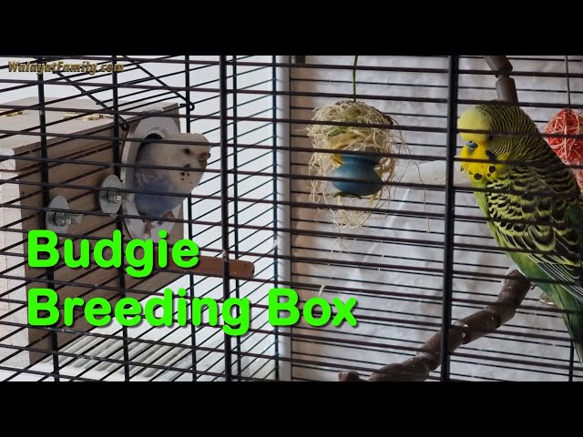 How to Get Budgies to Go into Nesting Breeding Box - Breeding Budgies for Beginners UK - (2)