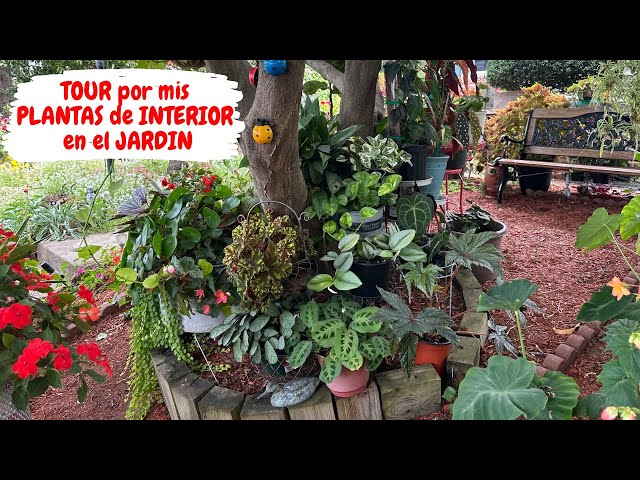 TOUR por mis PLANTAS de INTERIOR en el JARDÍN