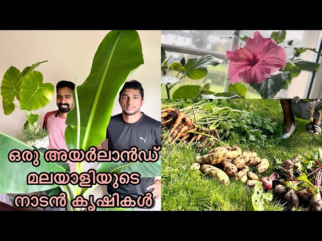 അയർലാൻഡിലെ മലയാളി കർഷകന്റെ കൃഷികൾ, നാട്ടിൽ നിന്ന് കൊണ്ട് വന്നിട്ടുള്ളവ, Ireland Malayalam vlog