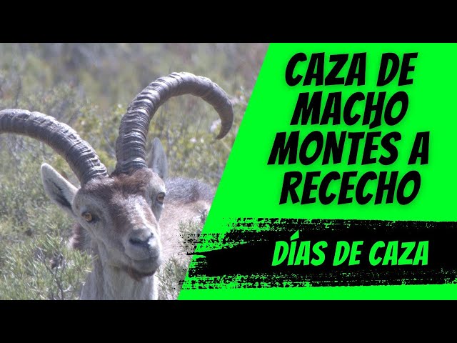 ASÍ CAZAMOS UN MACHO MONTÉS DE ENSUEÑO | LA CAZA MÁS EMOCIONANTE DE MI VIDA