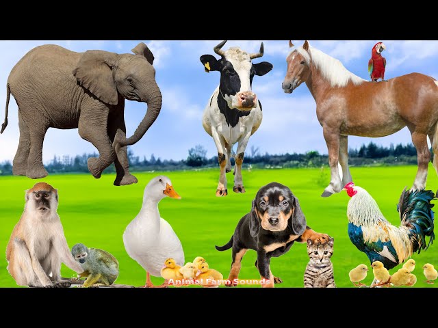 Explore Farm Animal Sounds: Rooster, Dog, Duck, Monkey, Parrot, Elephant, Horse, Cow - Animal Videos