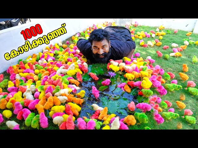 1000 കോഴികുഞ്ഞുങ്ങളെ വാങ്ങിയപ്പോൾ | Buying 1000 Chicks | M4 Tech |