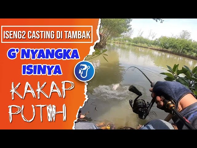 Iseng-iseng Casting di Bekas Tambak Bandeng, Alhamdulillah Dapat Kakap Putih