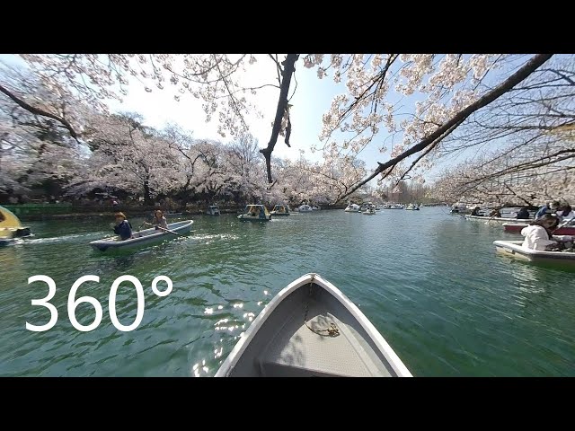 Cherry Blossoms around The Pond, Kichijoji Tokyo Japan [360°]