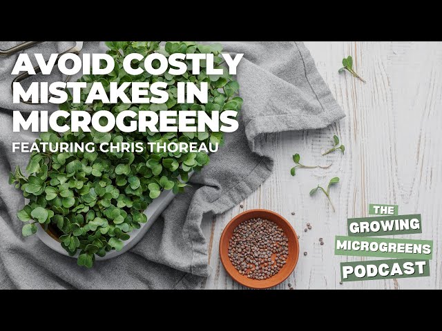 Microgreens Business: What They Don’t Tell You