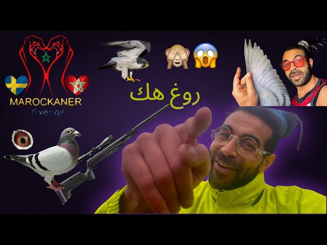 كفاش طيرت الحمام الزاجل في الضباب😱و الصقر ضبر عليها والحافيظ الله🇸🇪🇲🇦