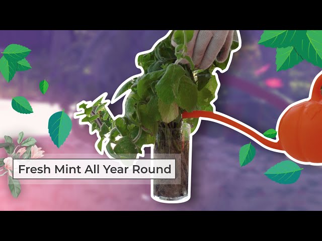 How to Grow Mint at Home | Fresh Mint All Year Round