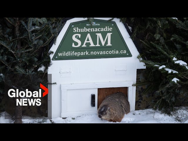 Groundhog Day 2025: Shubenacadie Sam calls for six more weeks of winter weather