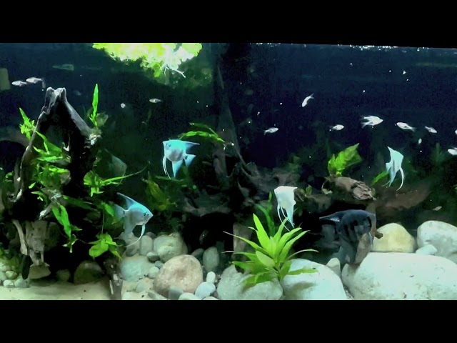 BIG Community tank | Easy aquarium design | DIY | angelfish | rasboras | corydoras | Planted tank